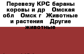 Перевезу КРС бараны коровы и др - Омская обл., Омск г. Животные и растения » Другие животные   
